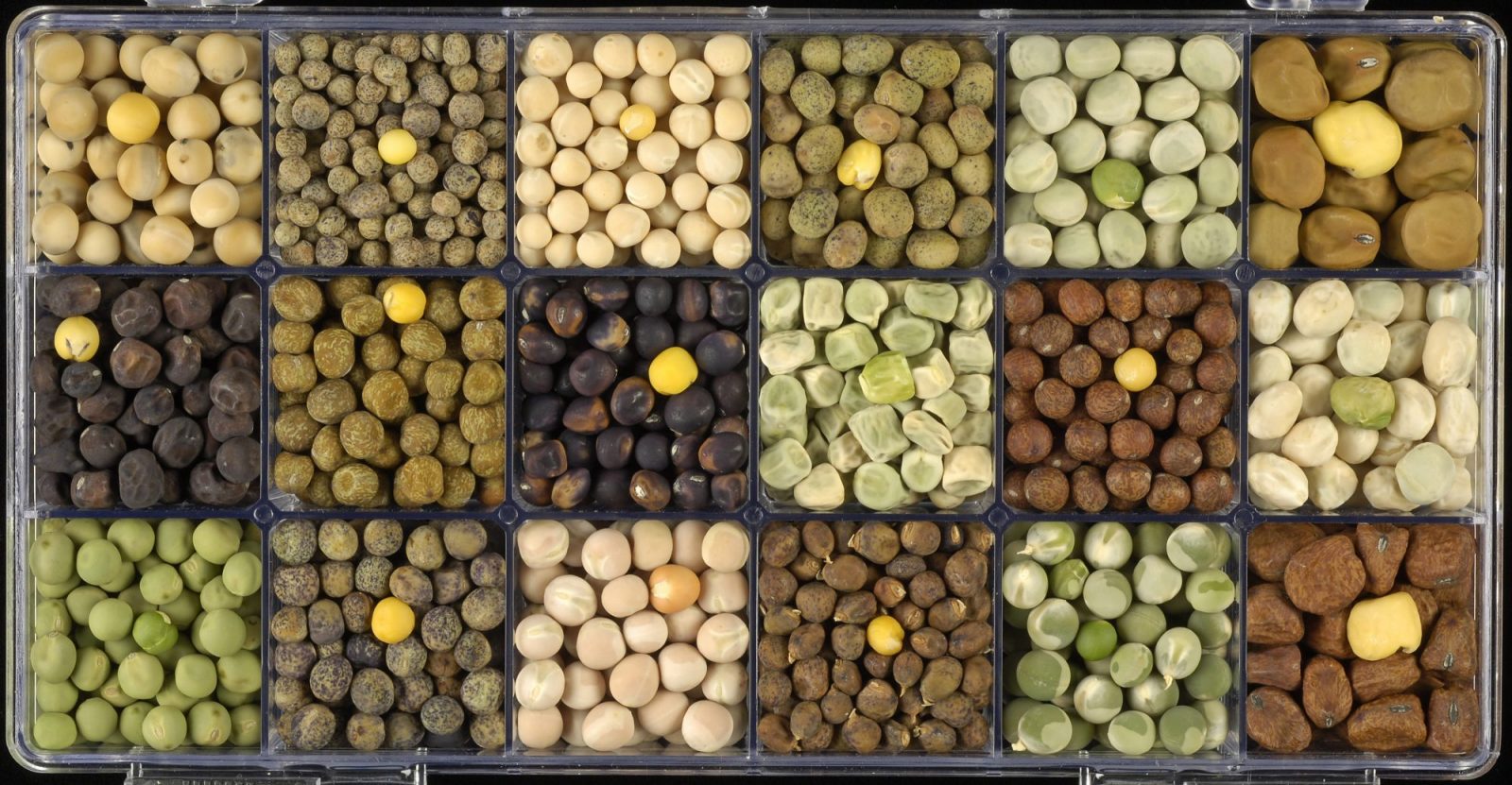 Increased funding for sustainable pulse crops in the UK