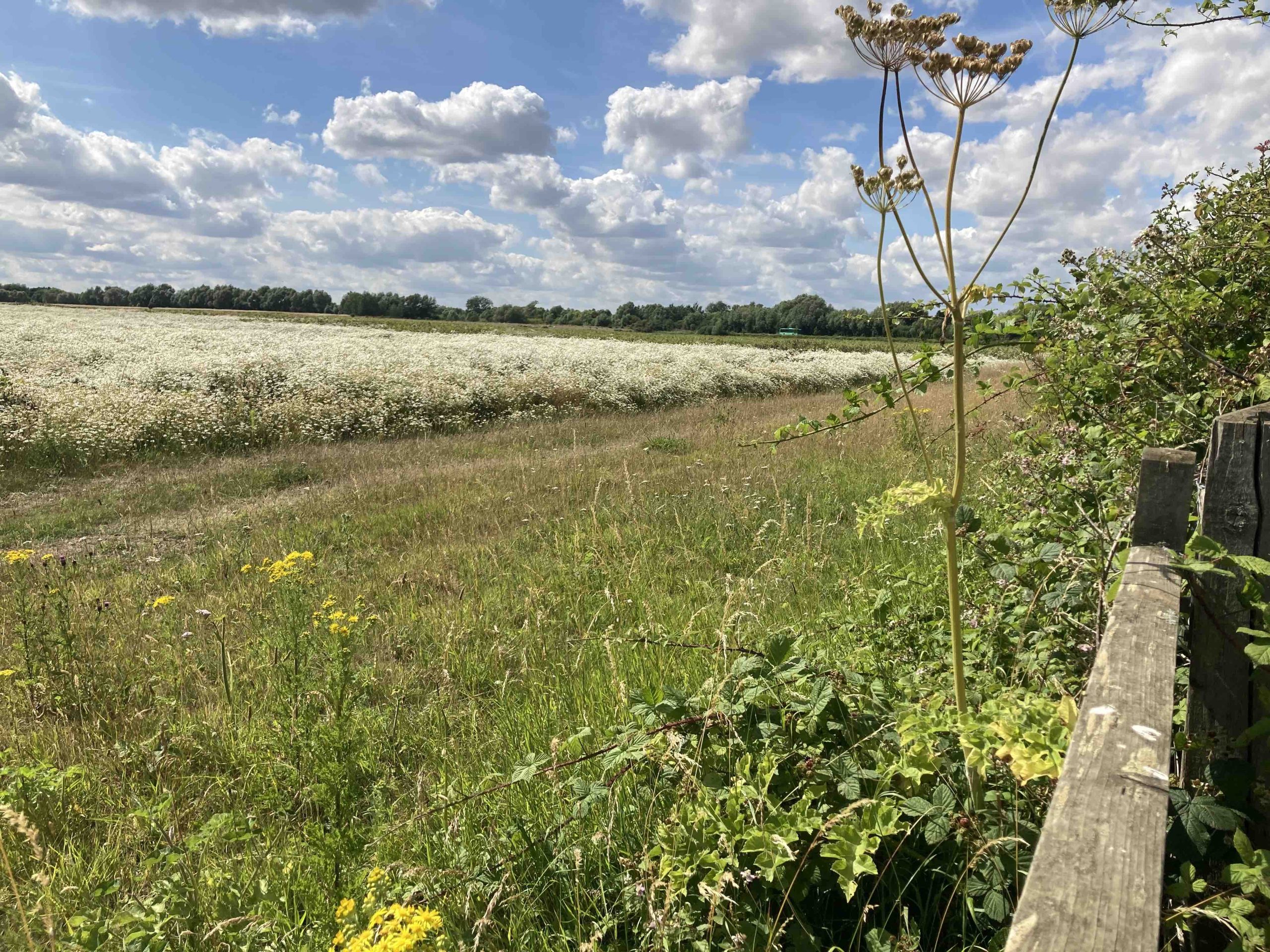 Is regenerative farming the way to Net Zero?