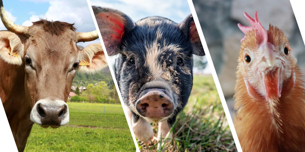 Moo-ving the “Oink-spiration”