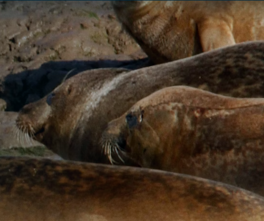 The Crown Estate announces a further £7.3 million investment in net zero research projects