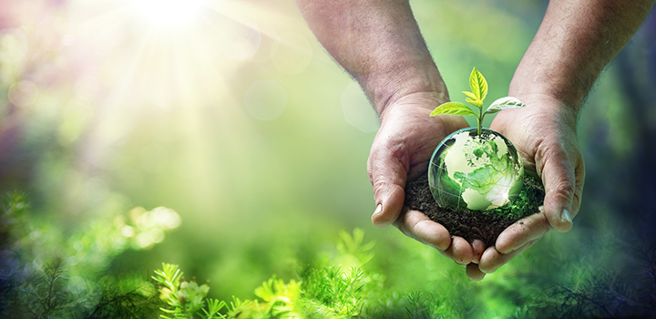 Earth Day – Growing Plant On Globe In The Green Forest – Environment Concept