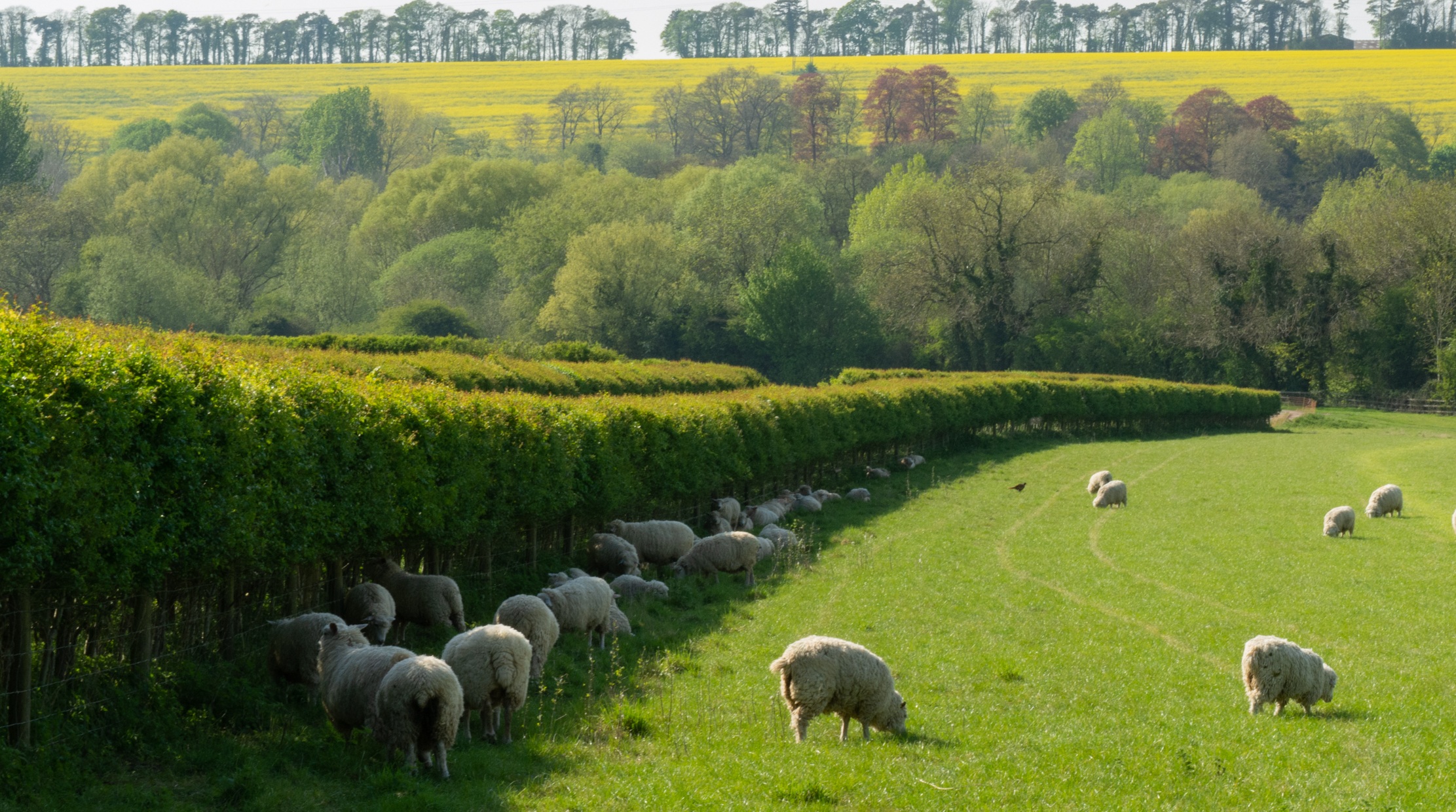 Managing and protecting biodiversity crucial for a sustainable future