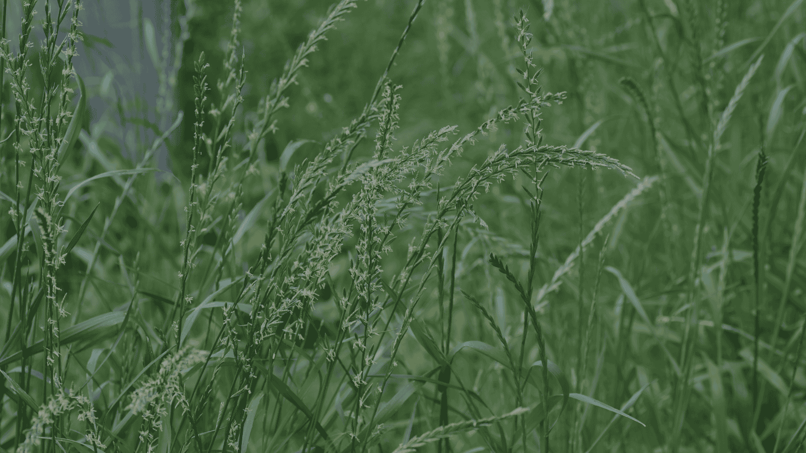 Glyphosate Resistance in the UK