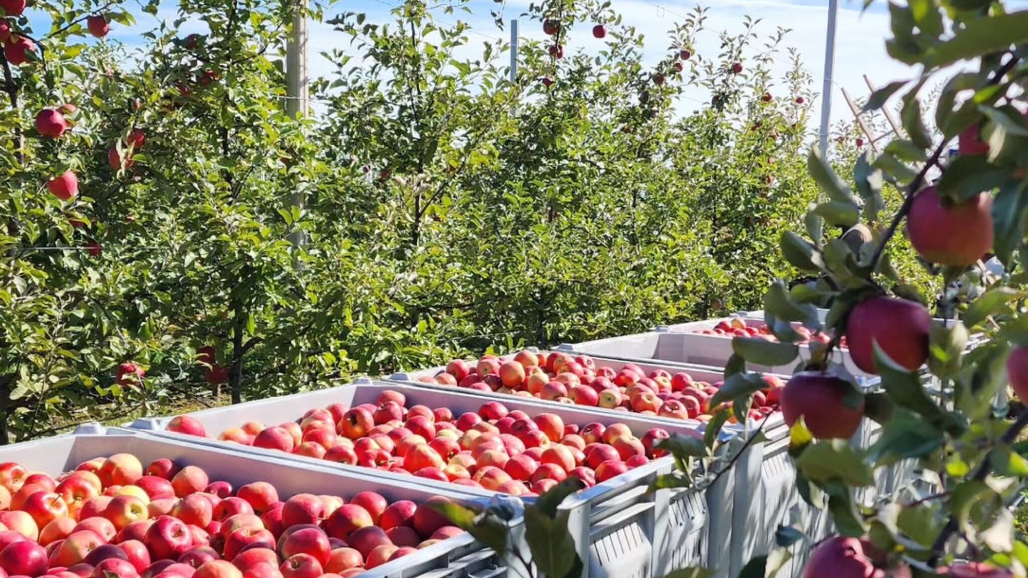 Green Mountain Orchards: Ditching Spreadsheets & Saving Time