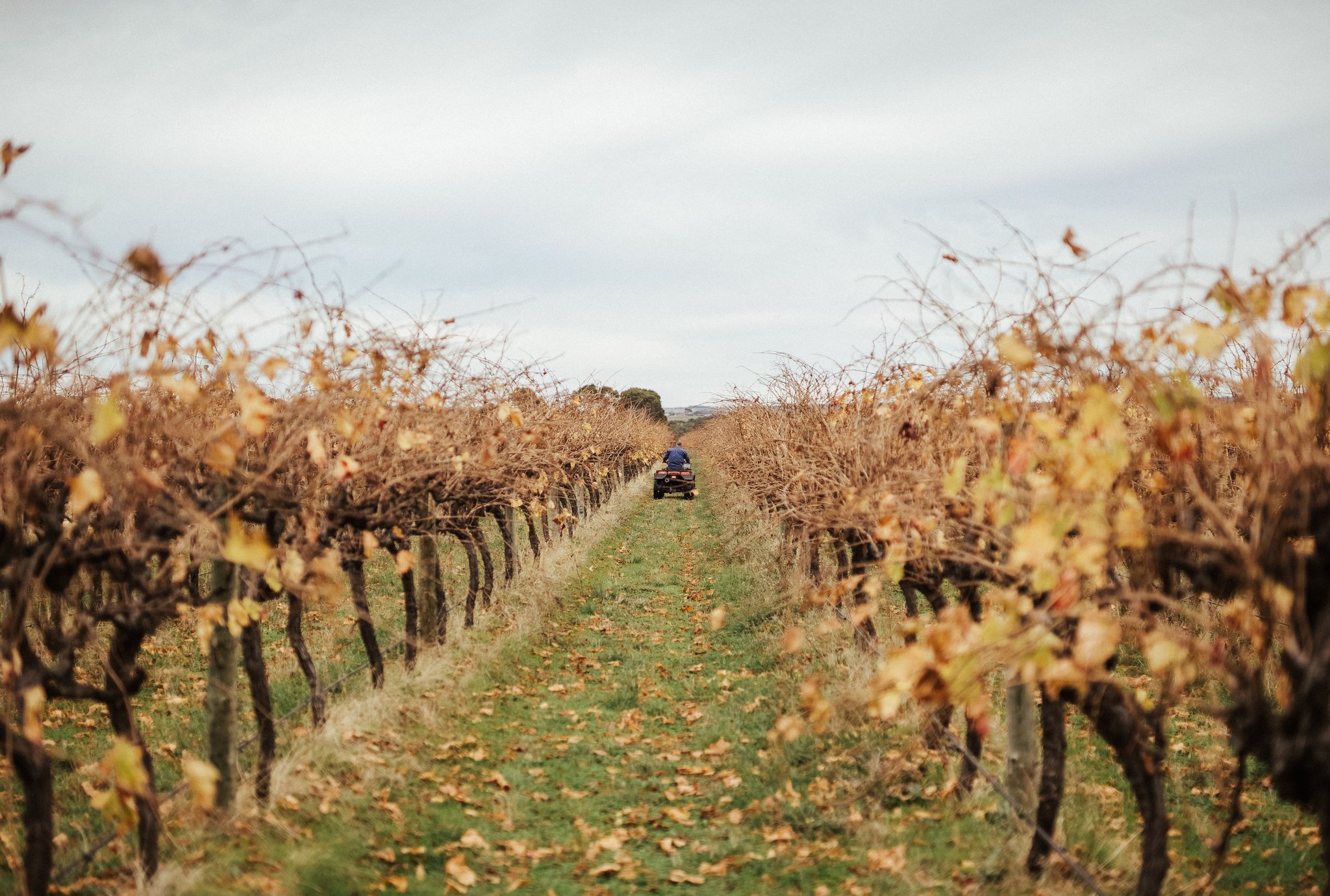 The modern handshake: How Research and Development Corporations are approaching agrifood commercialisation