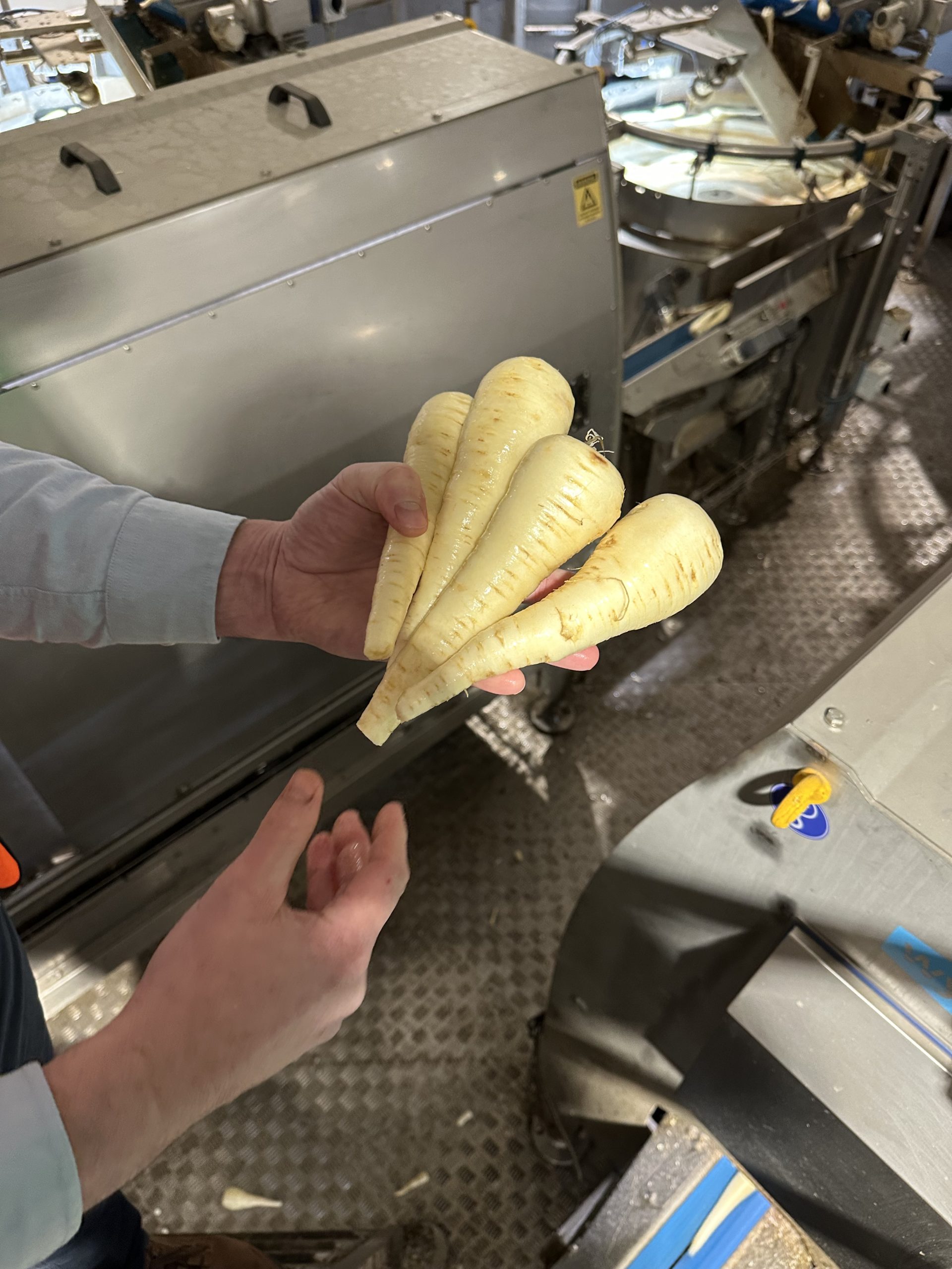 Frederick Hiam parsnips