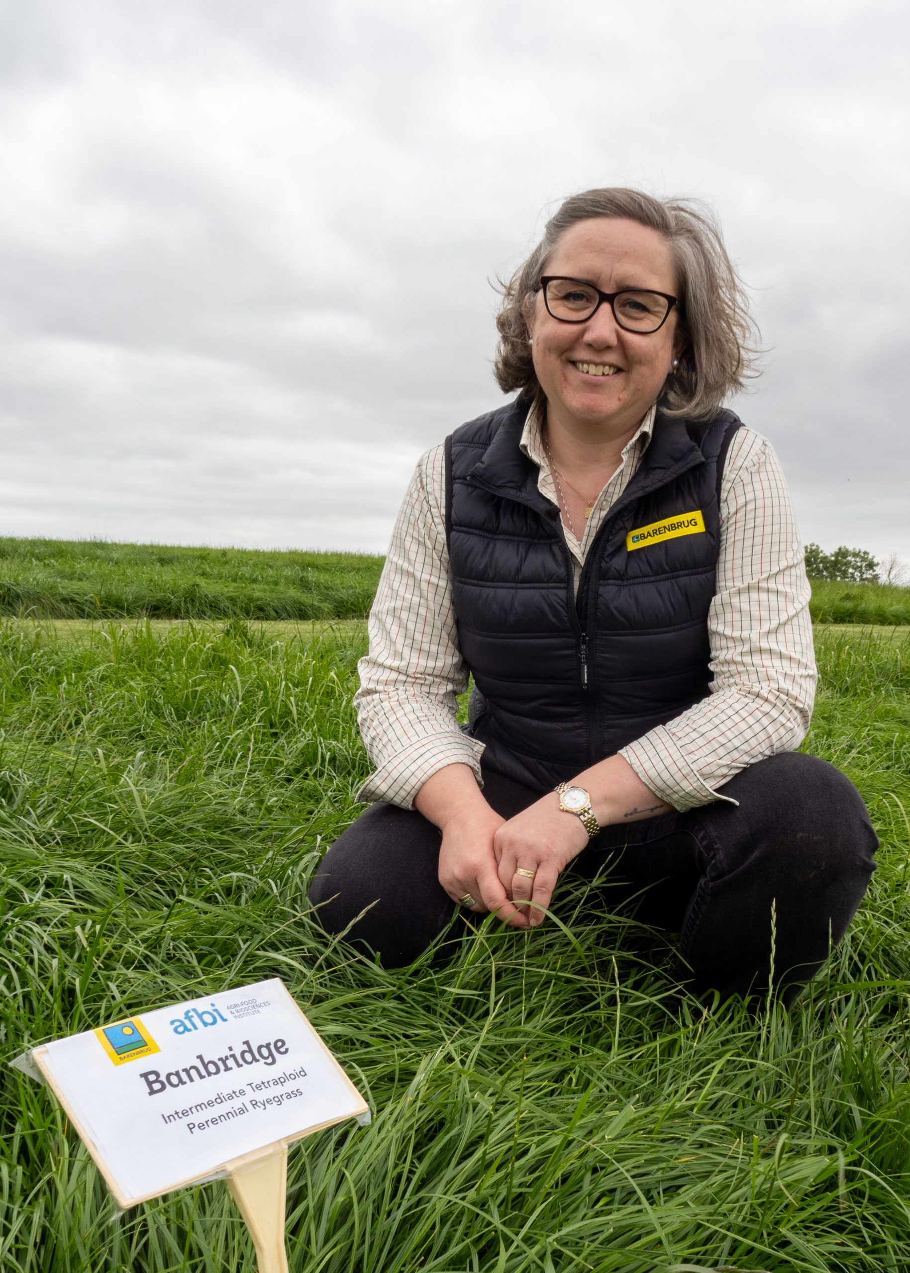 Barenbrug has announced a ‘select release’ of its latest perennial ryegrass