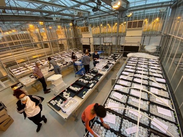 Sebsnematode-machine-600×450