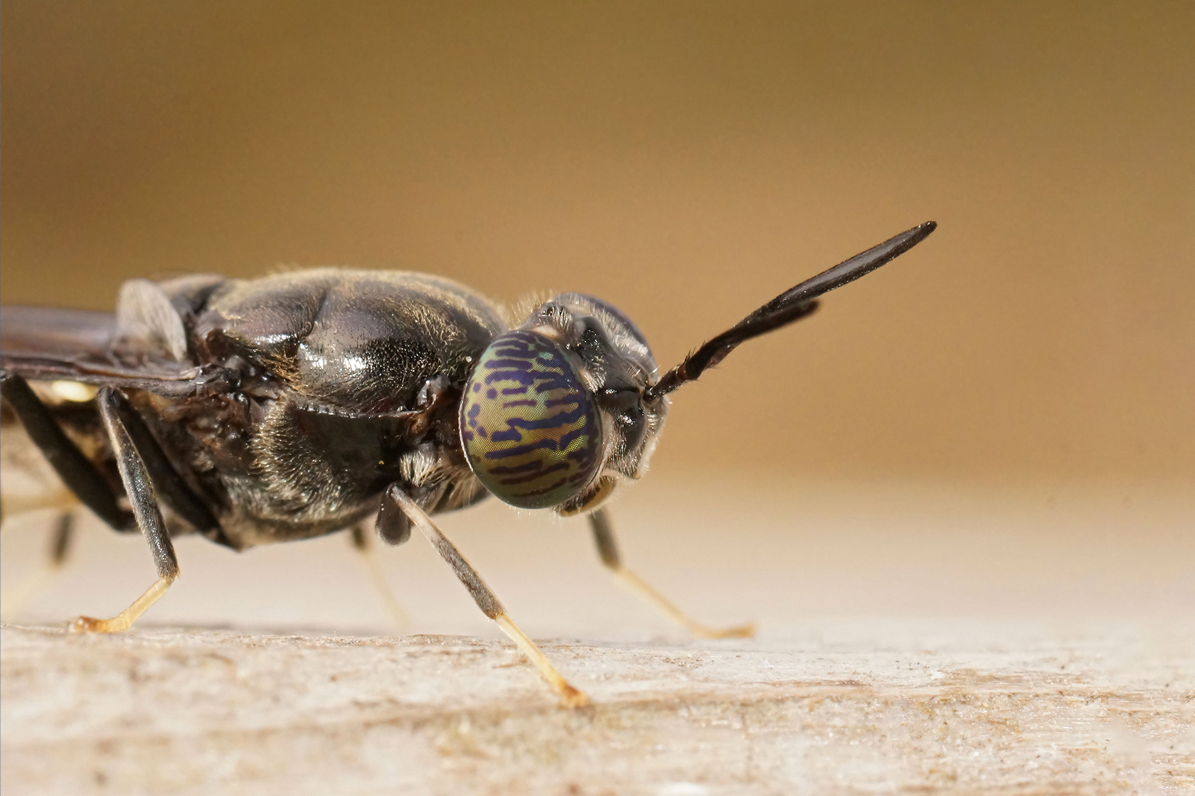 Black-soldier-Fly-close-up-2@0