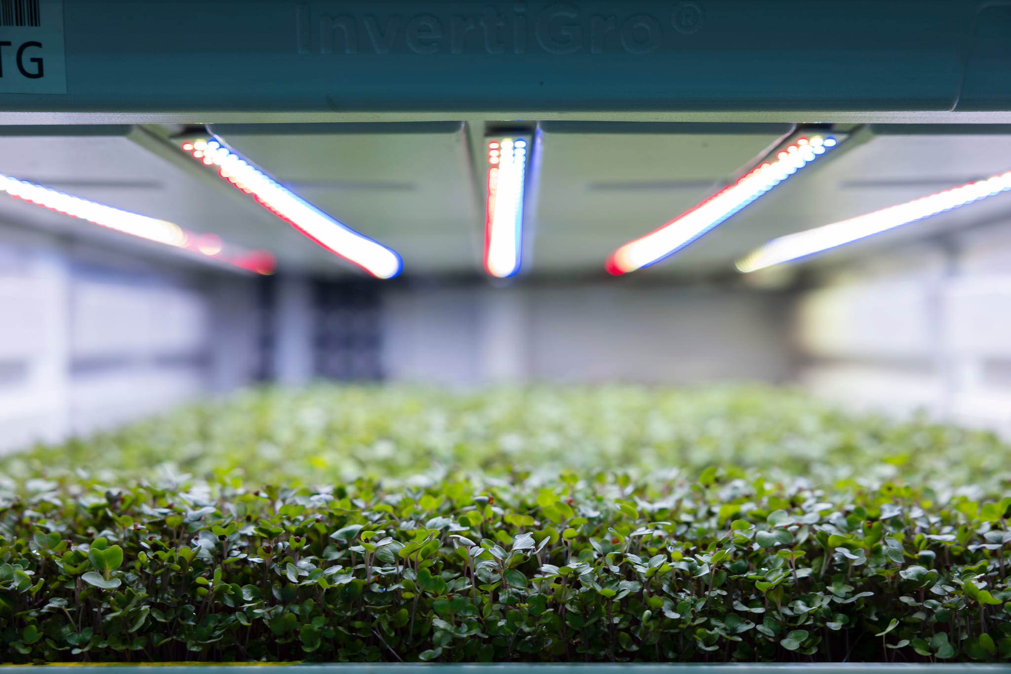 A scaleup’s guide to Australia’s agritech and foodtech ecosystem