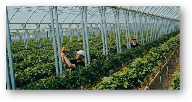 FLYTHRIVE uses AI to drive natural defences and deliver value to growers