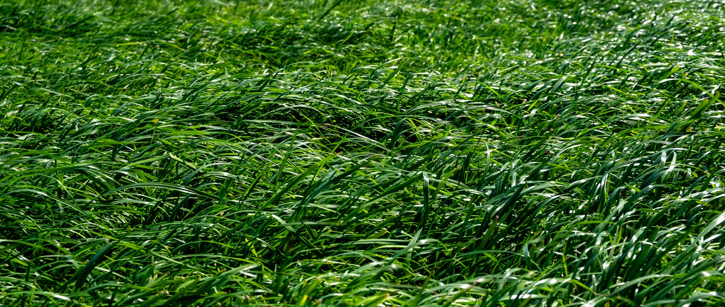 Organic Grass Farming – How to Build Better Swards with Strategic Seed Choices