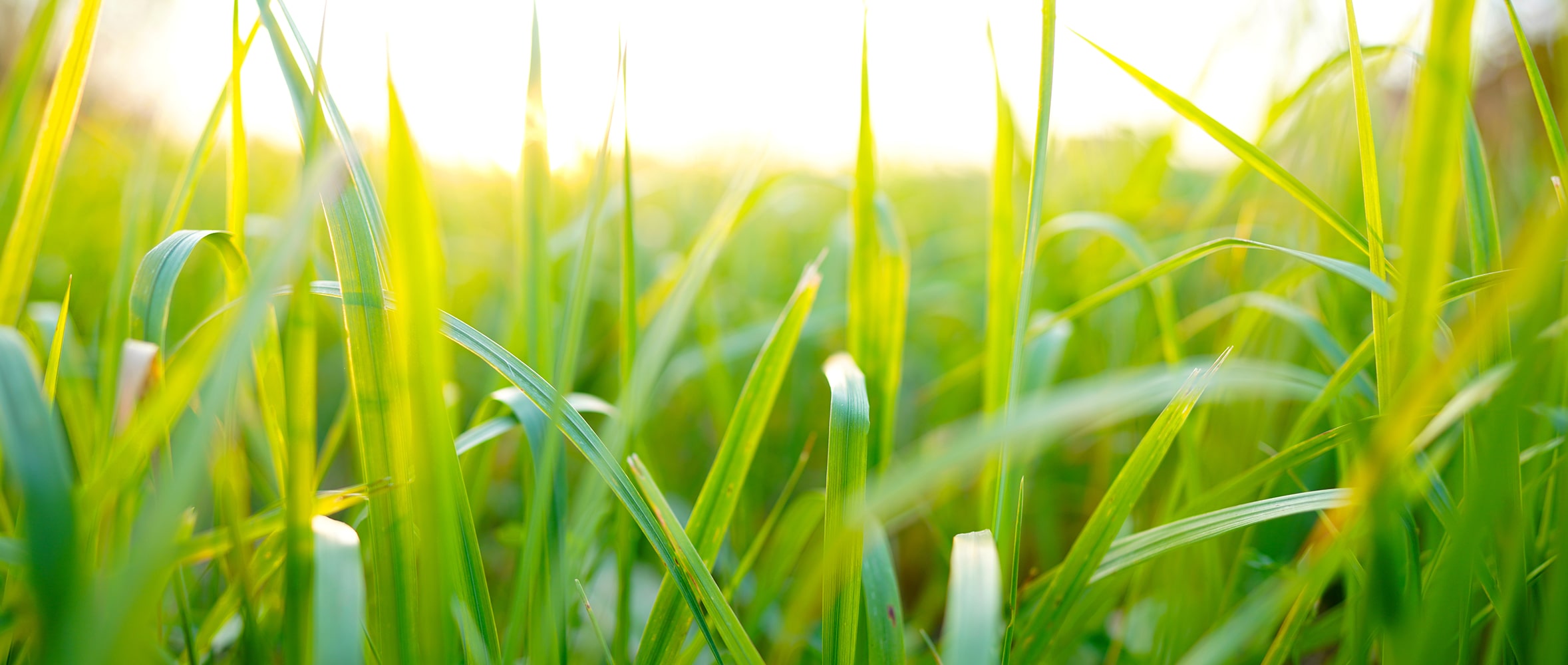 Farm Fodder Flow: Spring Grass Growth