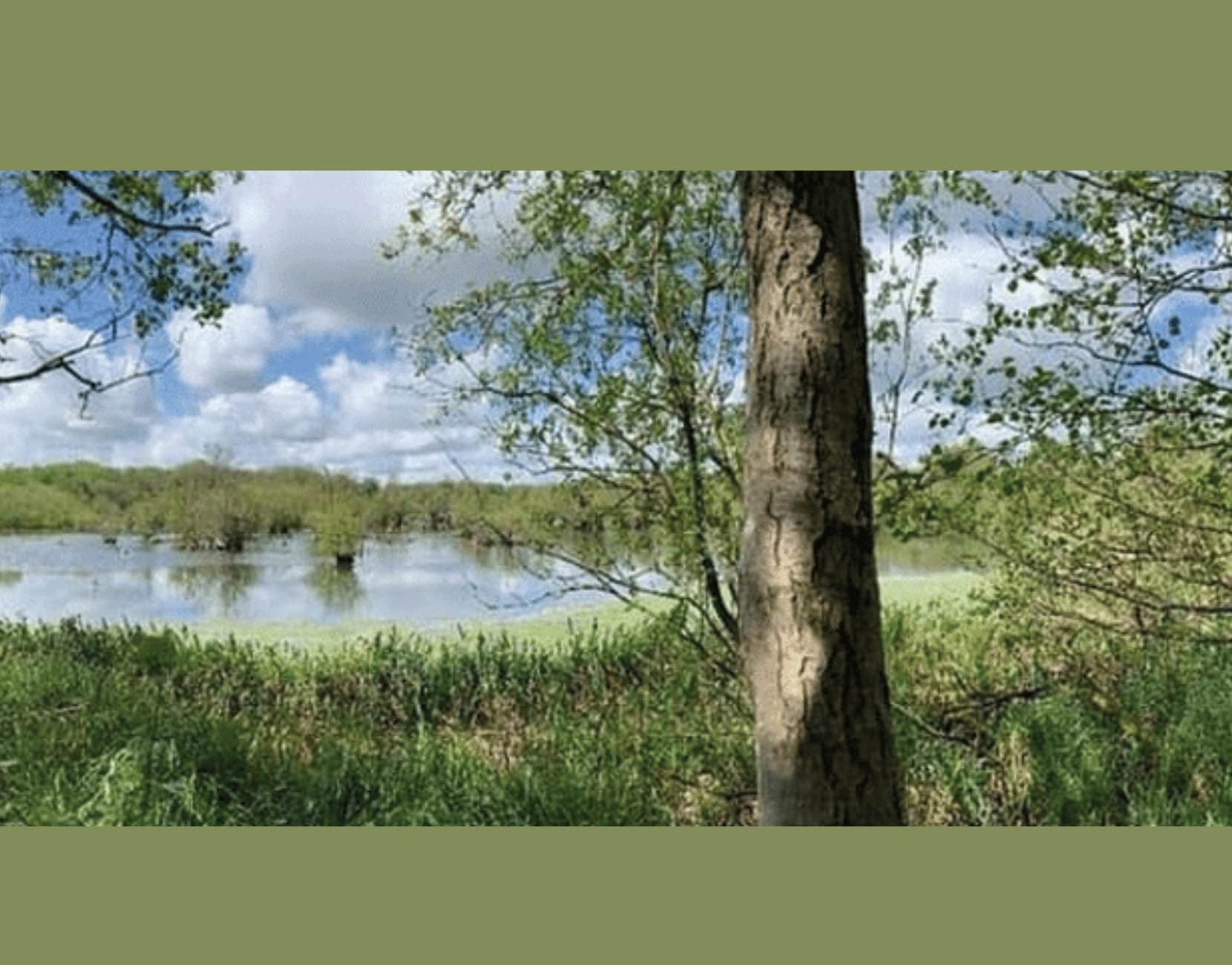 Four-way collaboration leads to nature recovery at Wendling Beck