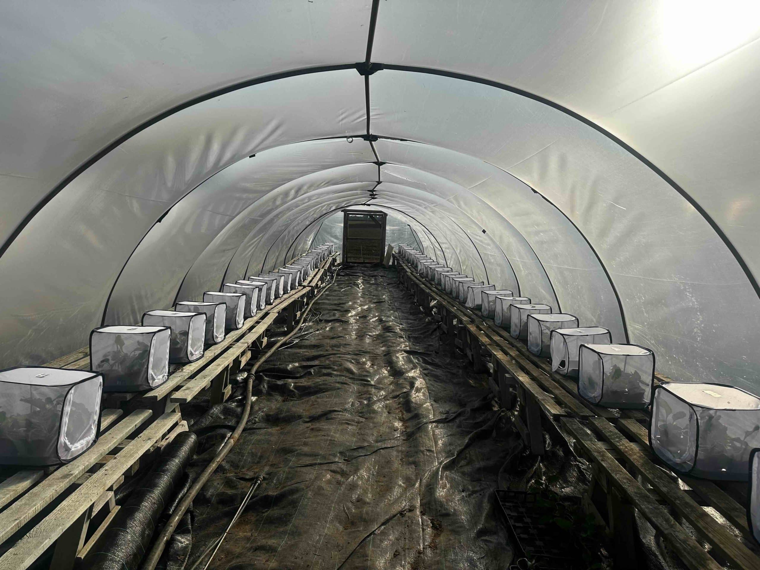 BugBiome to test lead bioinsecticide in sugar beet field trials with partner Niab