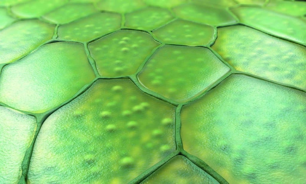 Plant cells nucleus pattern.jpg resized