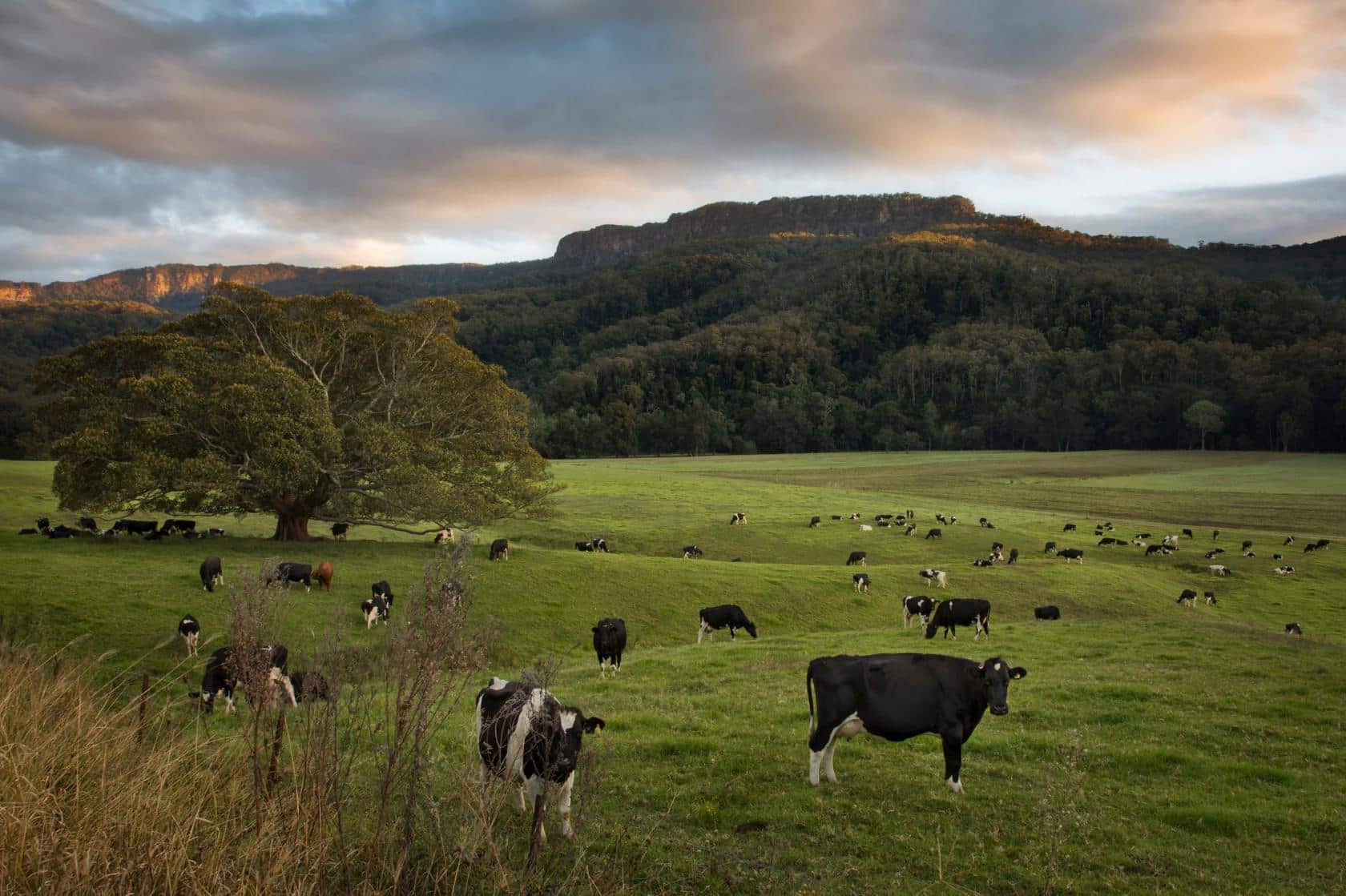 Rethinking forages: Dairy Australia invites global collaboration on national R&D priorities