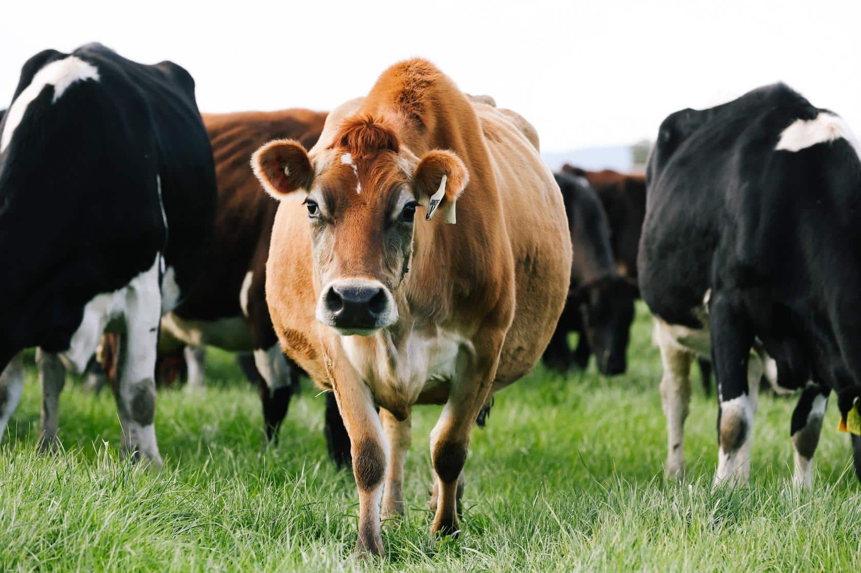 Methane_Challenge_resized