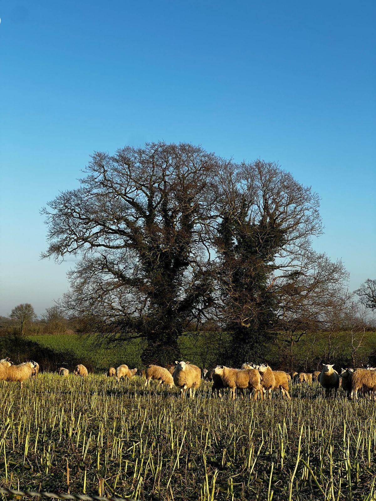 3e4ca07d-0ee3-4fba-bea4-1ddfbb05fa43