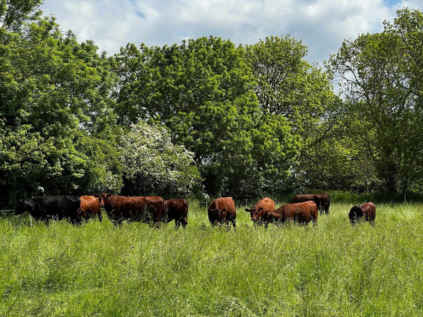 9d2d426f-18ae-4648-8e37-0caf9d788f53 (1)