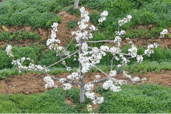 A pear tree used for LiDAR mapping