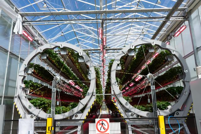 Revolutionising British strawberries: Dyson Farming’s new growing system