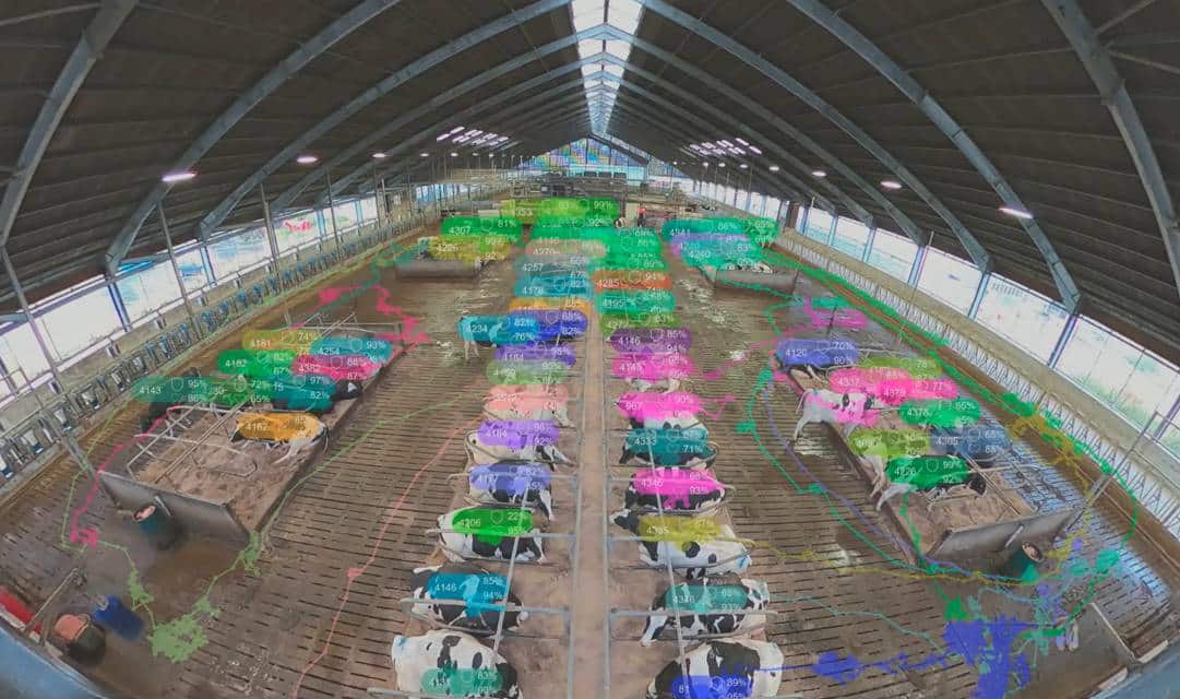 Nantwich Farm Vets work with Agri-TechE member Vet Vision AI on Cheshire Dairy Farm