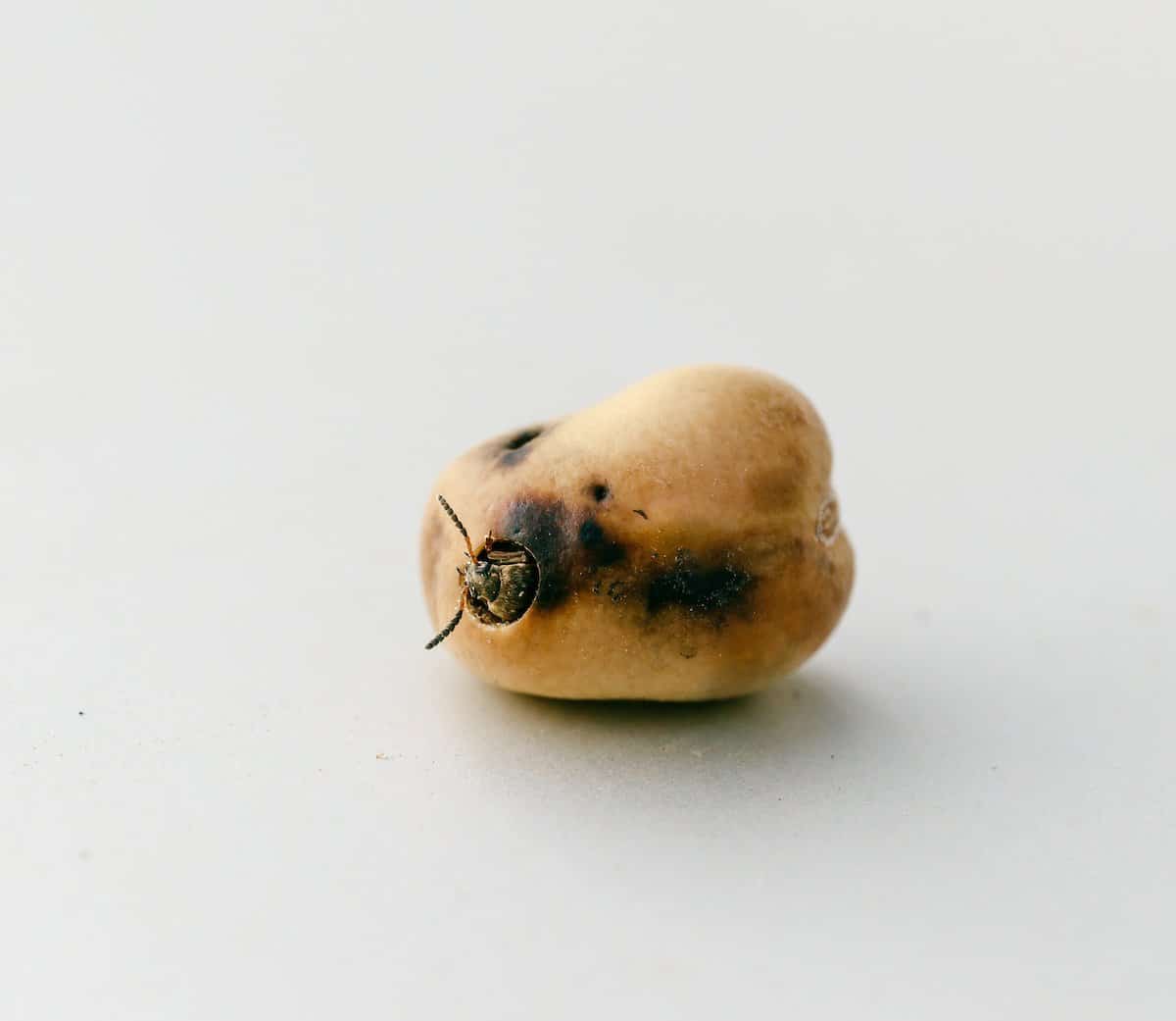 First occurrence of pea bruchid in UK commercial crop confirmed