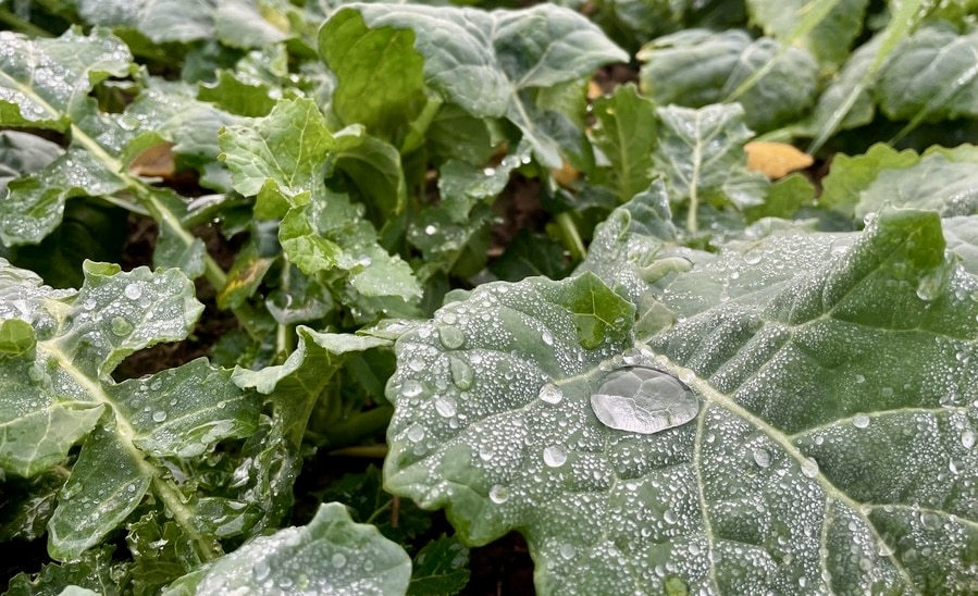 Why Measuring Soil Water Provides Better Insights than Rainfall