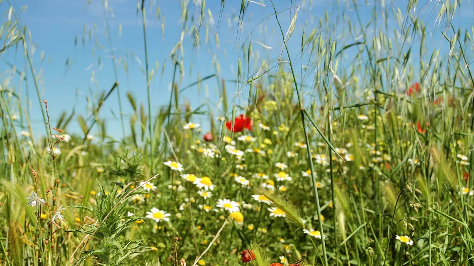 Fields of the Future: Episode 3 – Biodiversity Net Gain – Opportunity or Obligation?