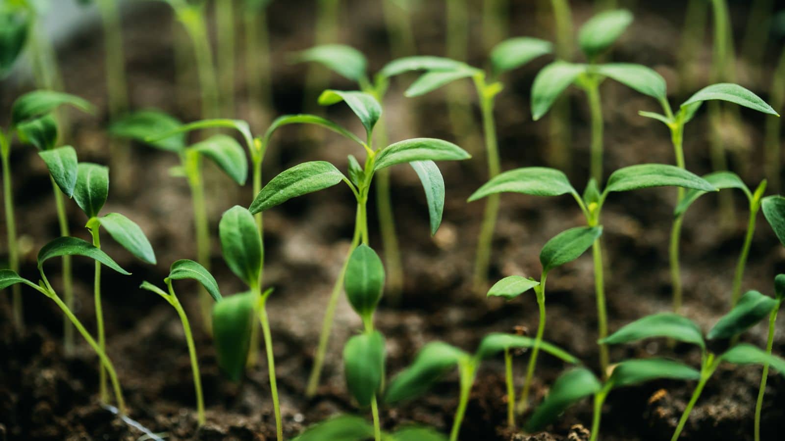 Organic September Spotlight: How Far Organic Farming Has Come (and What’s Next?)