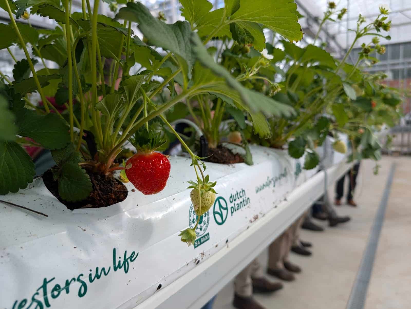 Agrii ATW 2025 Strawberry