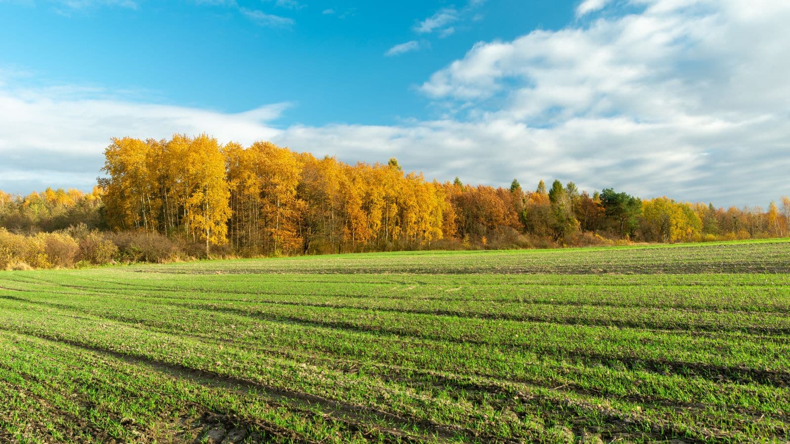 Farming Update – October