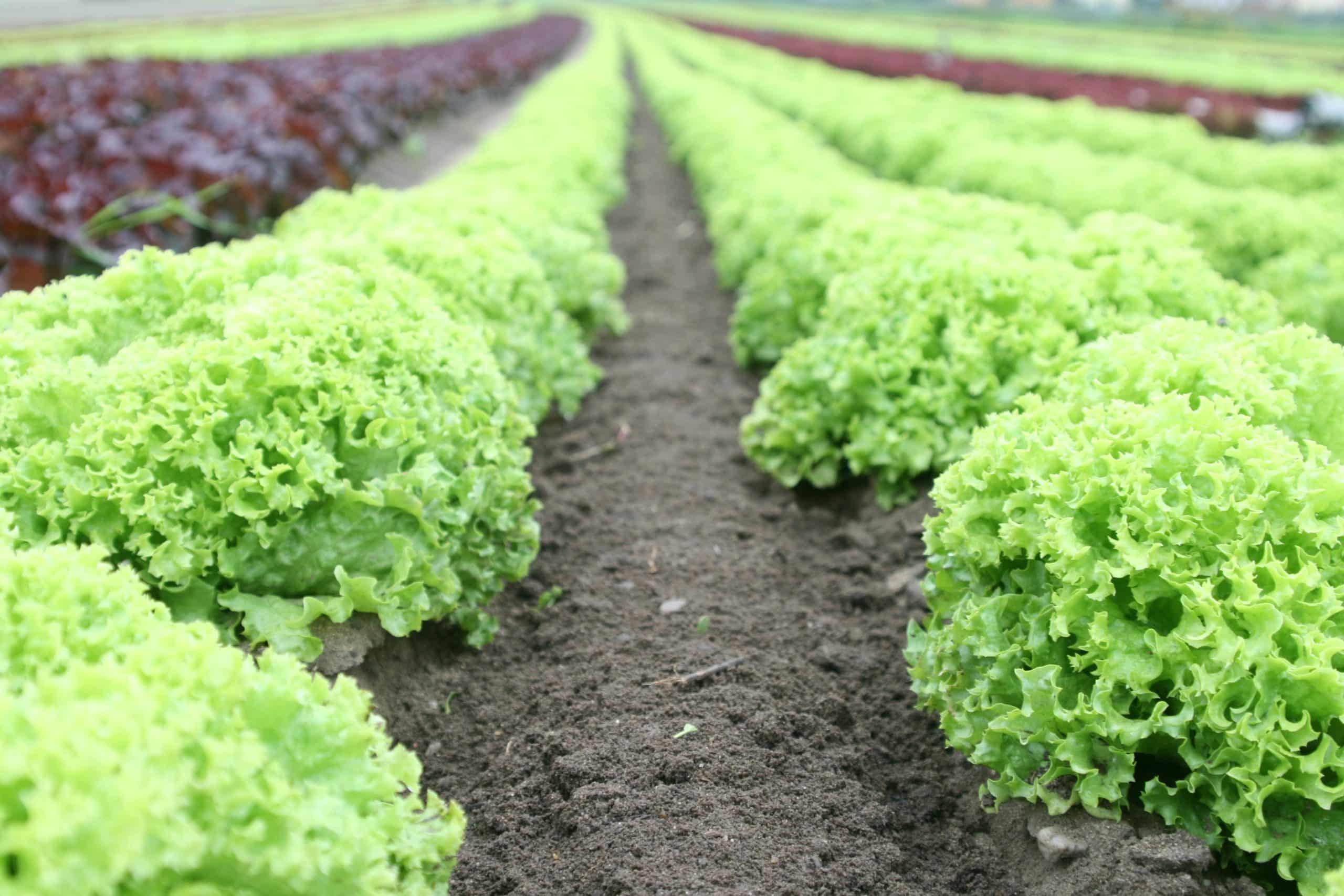 Turning Data into Decisions – Refining Nitrogen Use in Salad Production