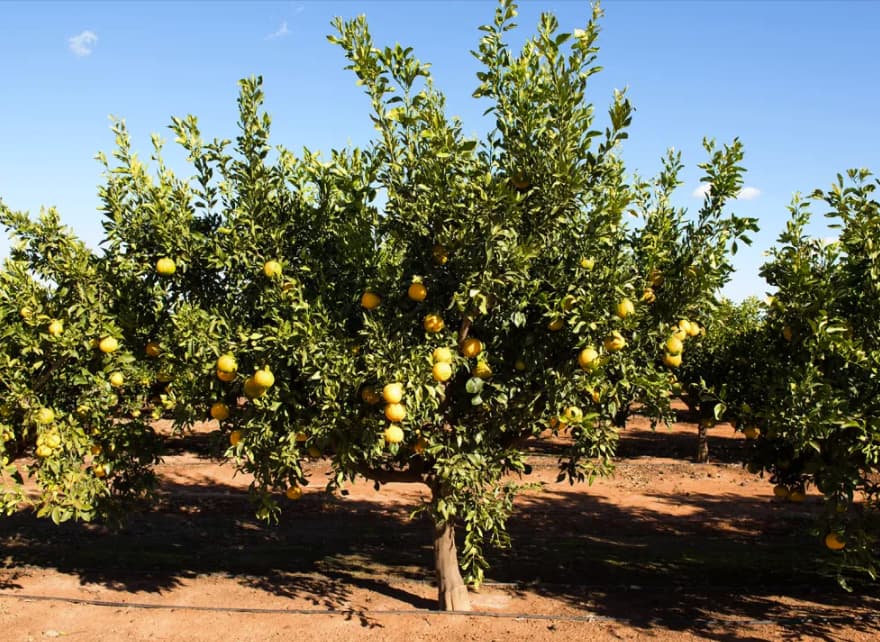 Working with Netafim to save 20% more water than standard irrigation