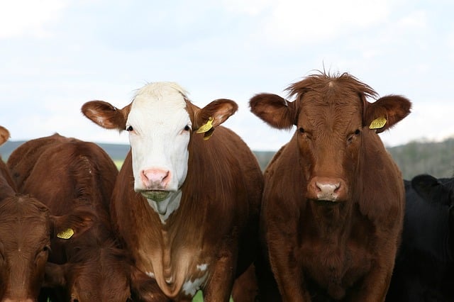 u8840-cows-livestock-meat