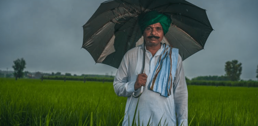 How I’m helping rice farmers in India harness the power of fungi in the soil