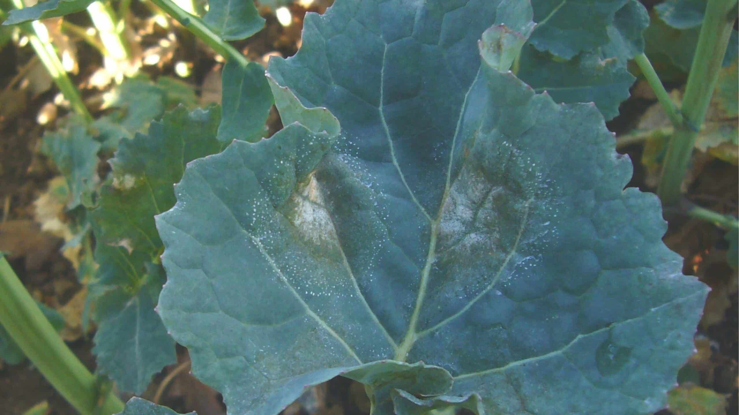 £2.5m project launches first precision-bred oilseed rape on commercial farms in Europe