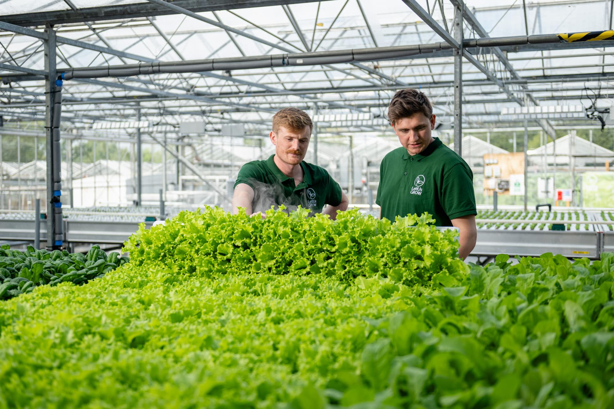 LettUs Grow joins QuBOOSTR Consortium to pioneer UK glasshouse rubber production