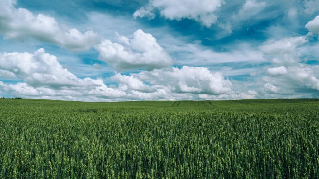 wheat-field-with-blue-cloudy-sky