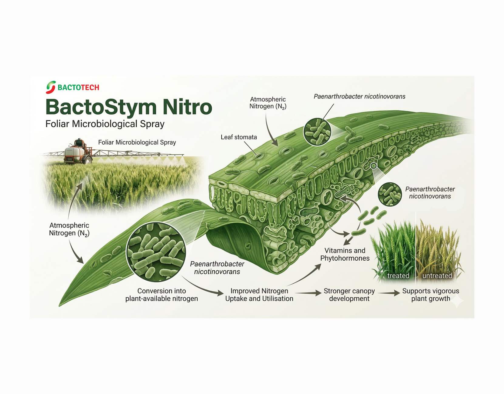 Foliar nitrogen fixing spray: what our first BactoStym Nitro results show