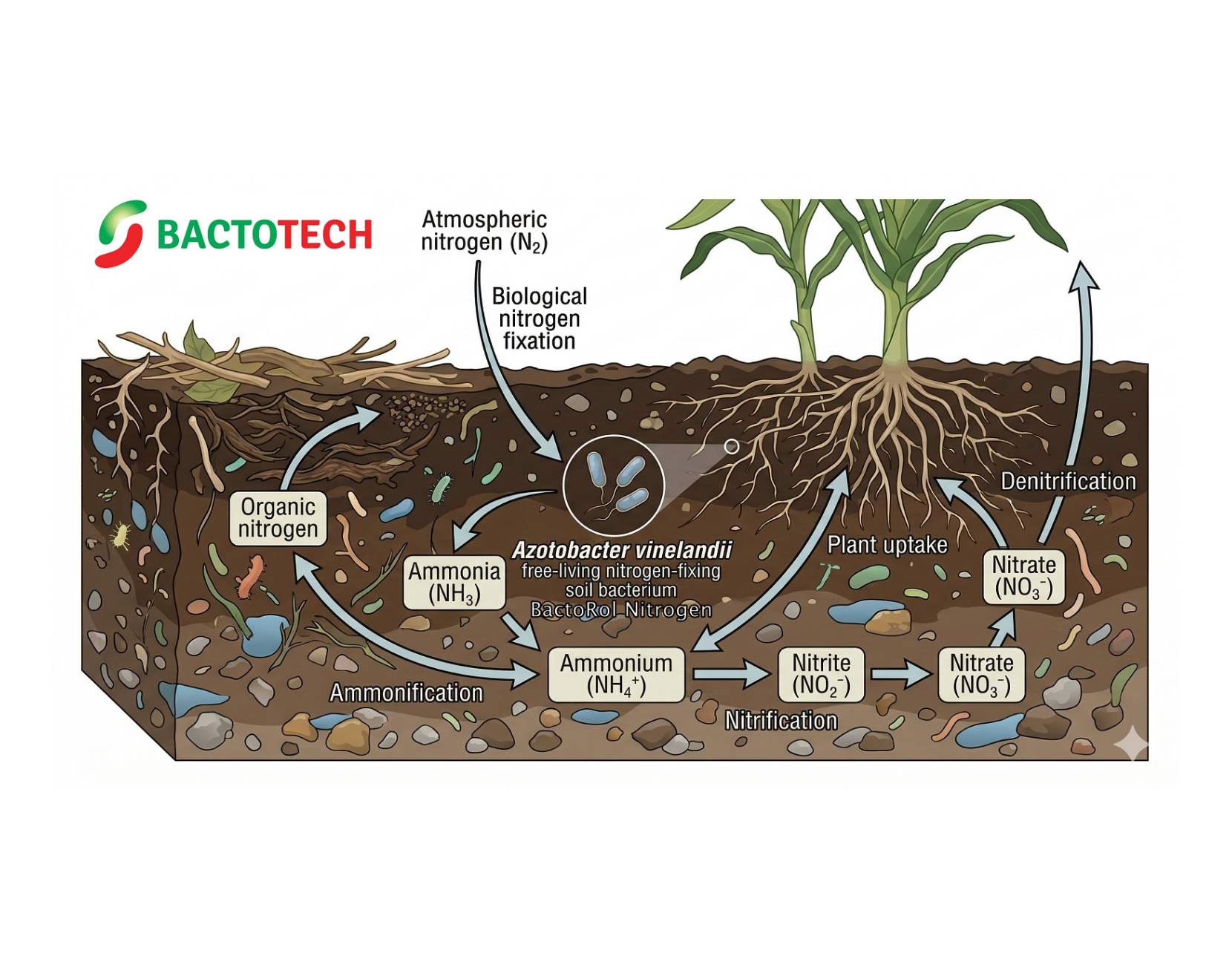 Azotobacter vinelandii: a practical look at free-living nitrogen-fixing biology in crop production