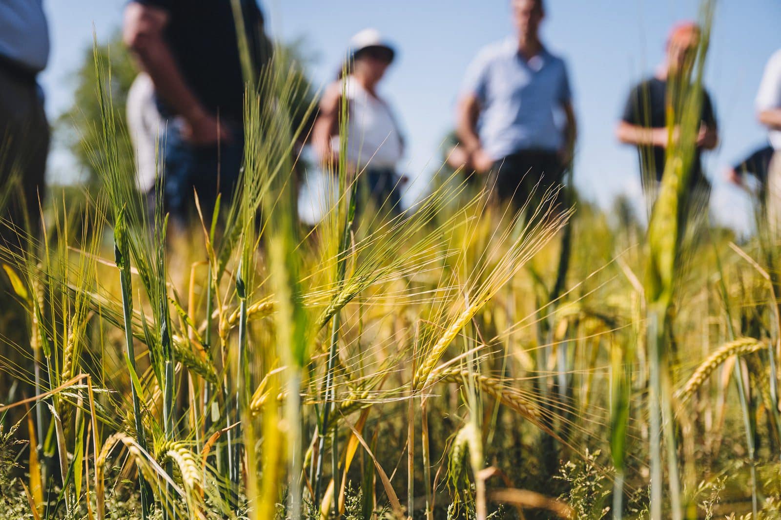 Fertiliser Price Spike 2026: Practical Fertiliser Alternatives to Cut Nitrogen Risk