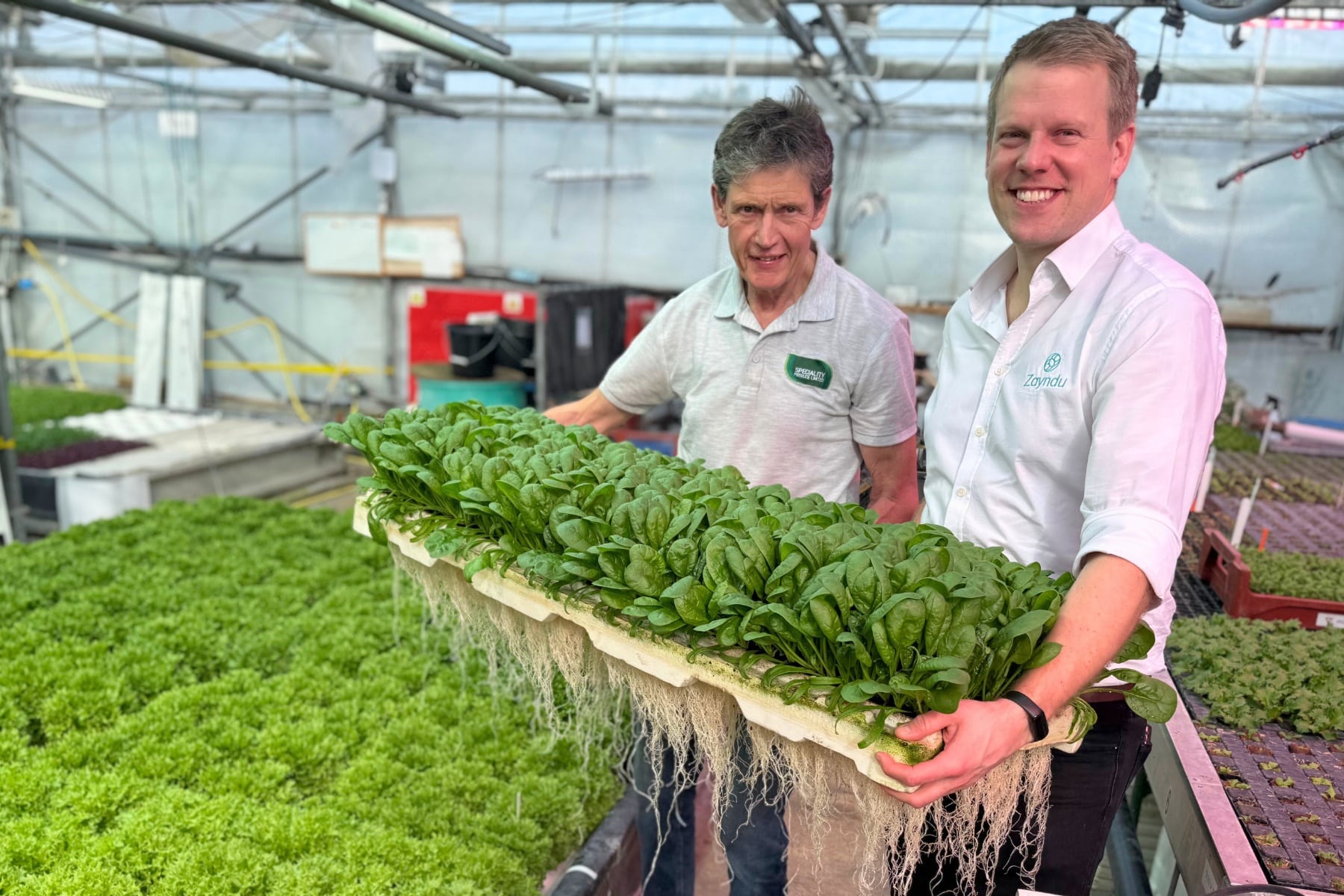 Inside JEPCO’s sustainable shift to indoor leafy salad production