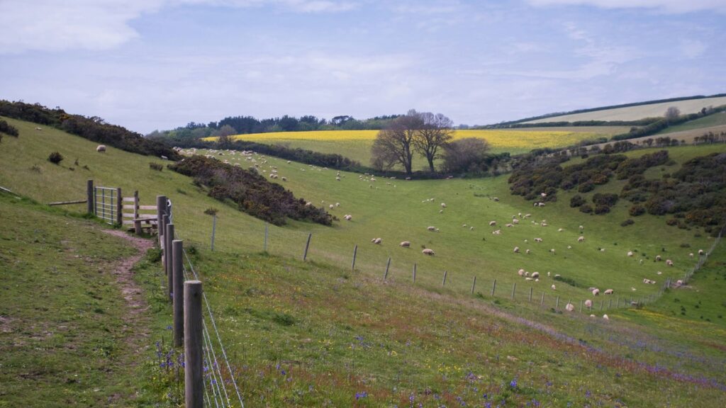 hilly-landscape-with-sheep-and-oilseed-rape