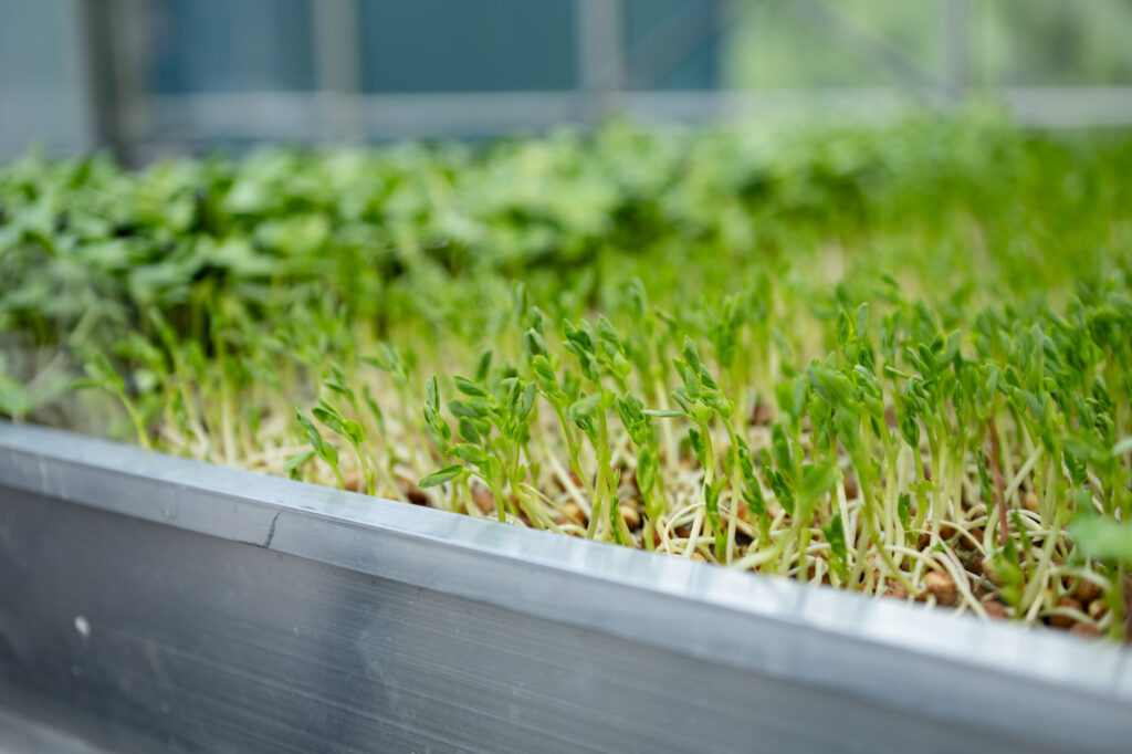 LettUs-Grow_B-12-Fortified-pea-shoots