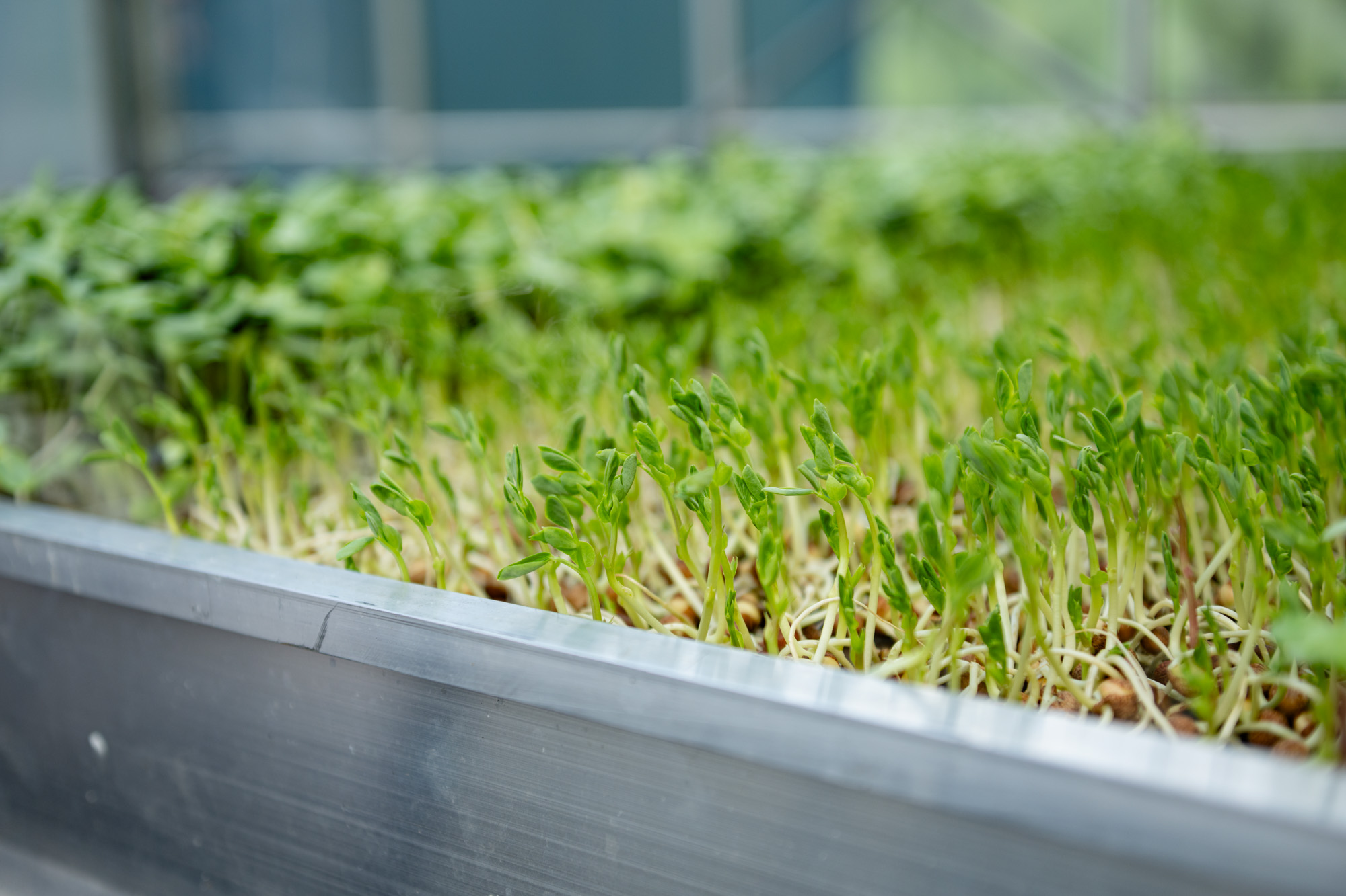 LettUs Grow’s Advanced Aeroponics Unlocks Multi-Million Pound Market Opportunity: Vitamin B12-Fortified Salad Crops