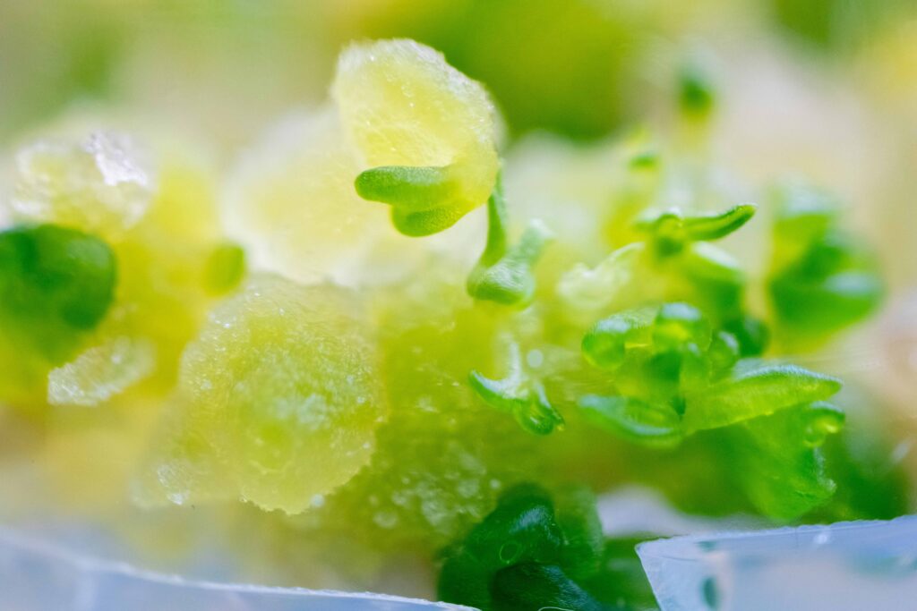 Small-green-plant-tissues-in-vitro-environment