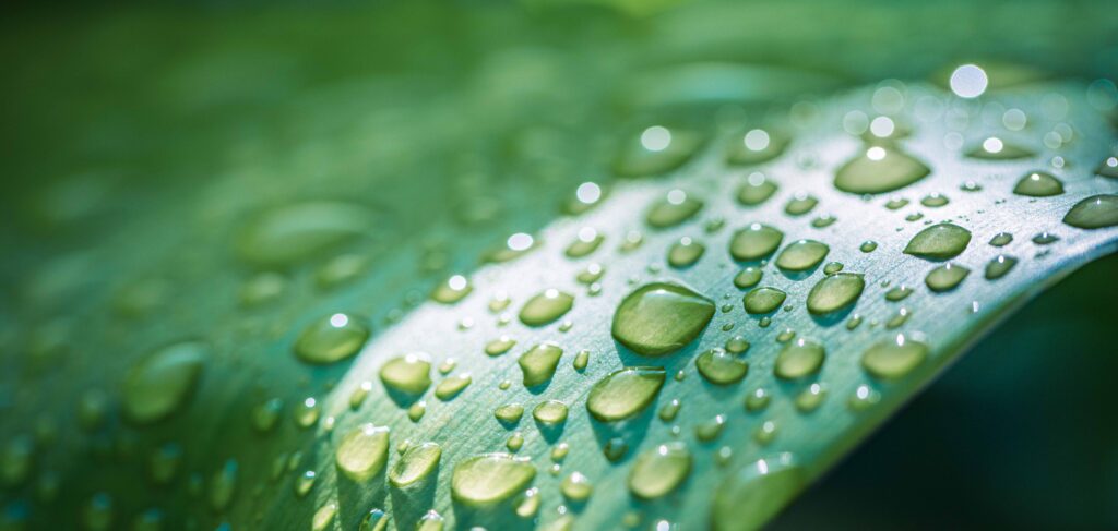Water-drops-on-leaf