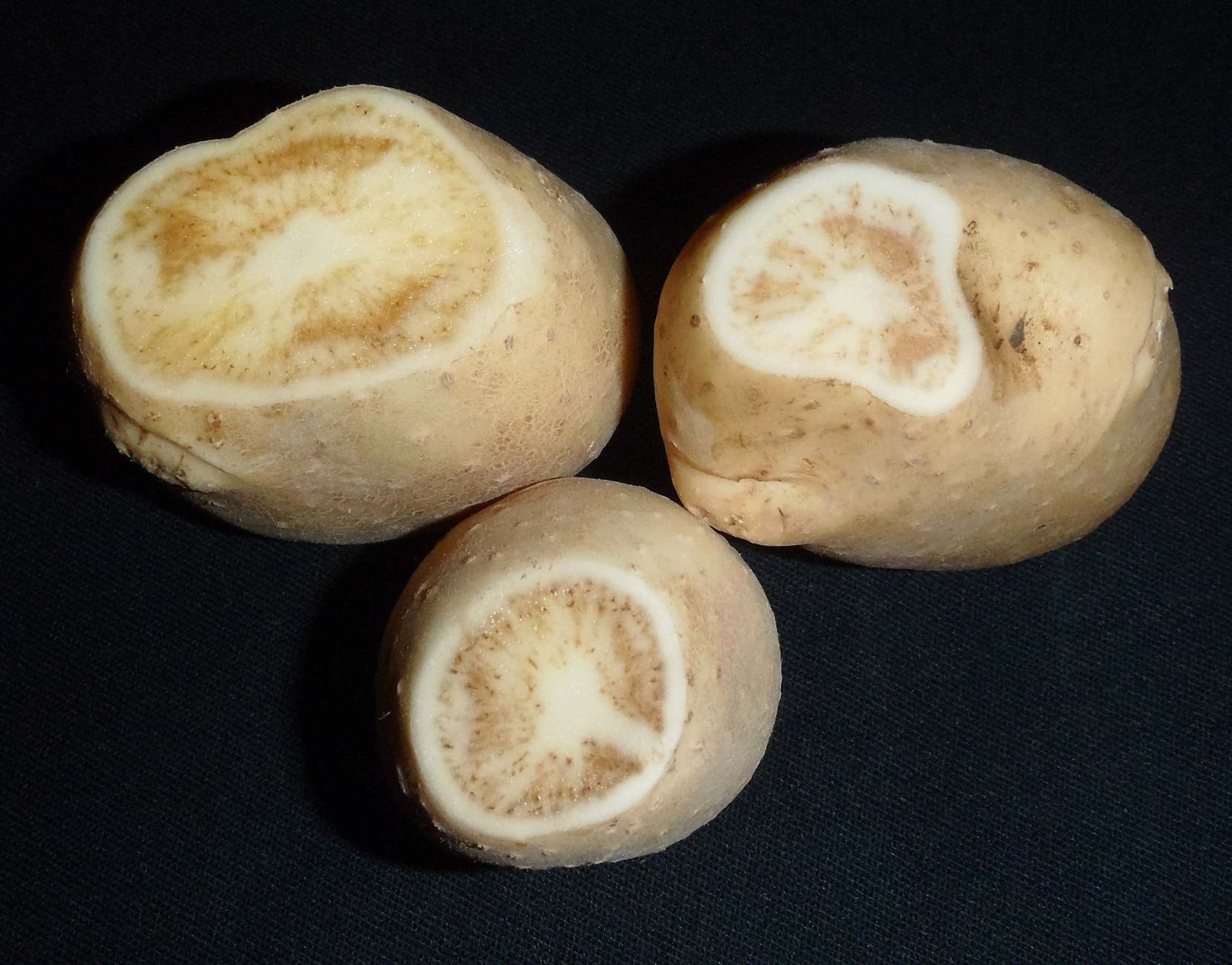 ZebraChip. d2395-1 by USDAgov is licensed under CC BY 2.0. Cranfield potato